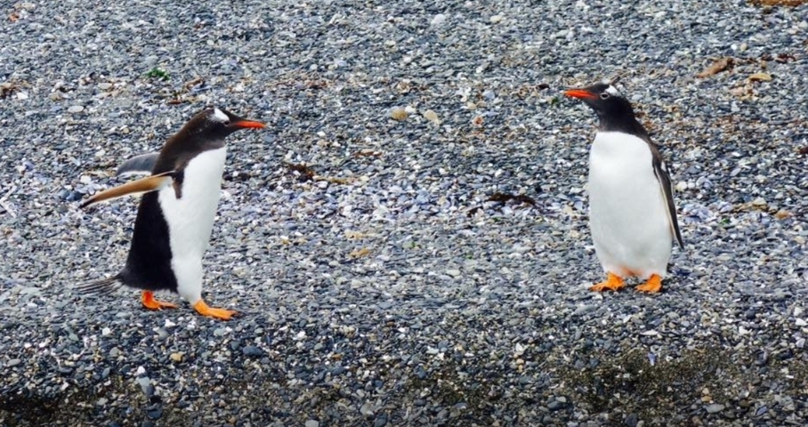 Two penguins standing on a rocky shore.