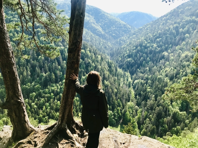 A person standing by a tree overlooking a vast forest landscape.