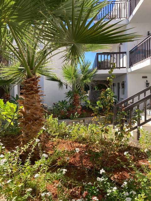 Lush garden with various plants and palm trees