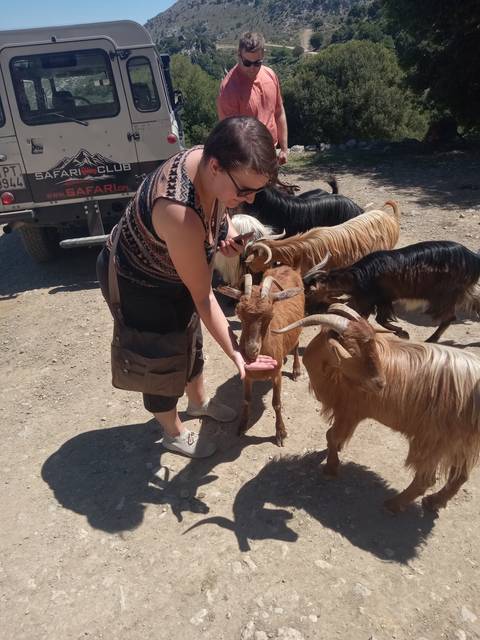       Person interacting with goats in a rural setting.
  