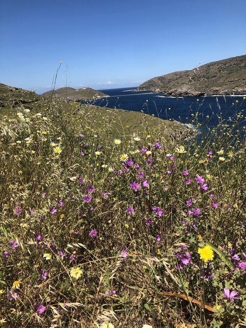 Wildflowers in bloom overlooking the ocean.