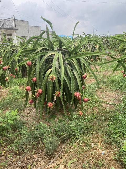 Dragon fruit plants growing in a field