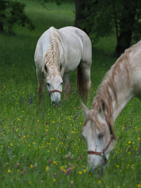 White horses grazing in a meadow with wildflowers.