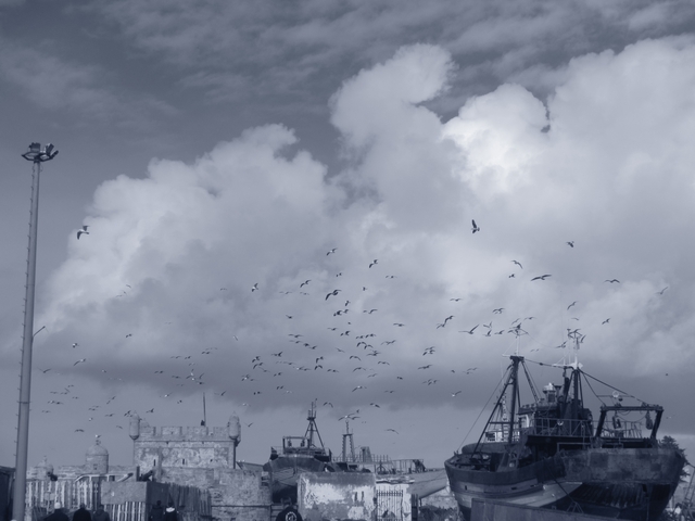       Black and white photo of birds flying over a harbor with fishing boats.
  