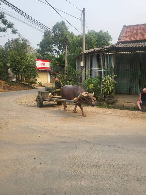 Buffalo pulling a cart on a street in a rural setting.