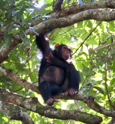 Chimpanzee sitting in a tree holding onto a branch.