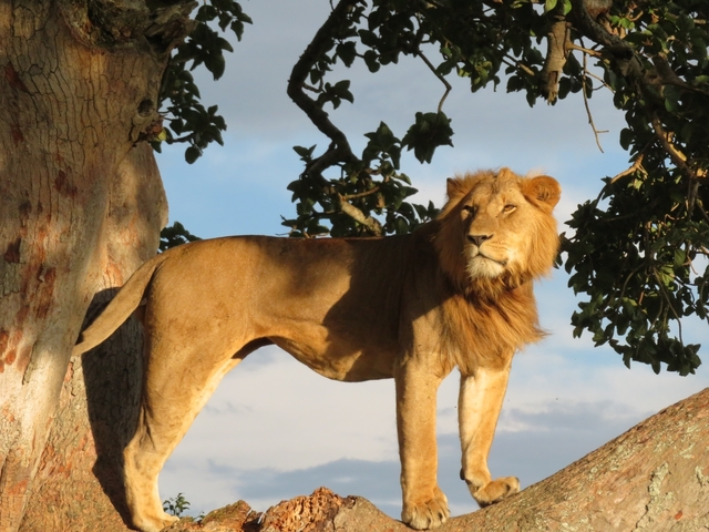 Lion standing on a tree branch surveying its surroundings.