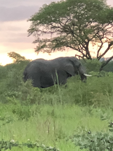 Blurry image of an elephant walking in the wild at dusk.