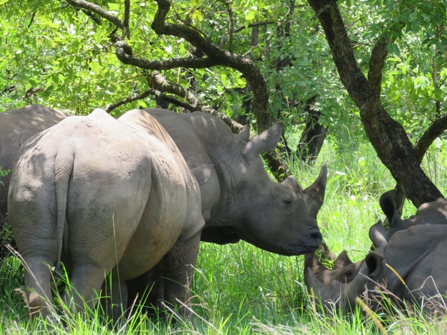 Group of rhinos grazing under trees in a lush setting.