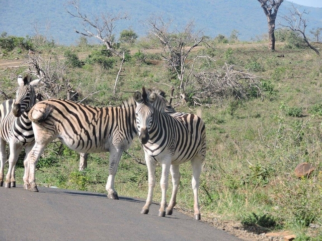 Two zebras standing on a road in a natural landscape.