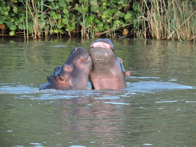 Group of hippos in the water interacting playfully.