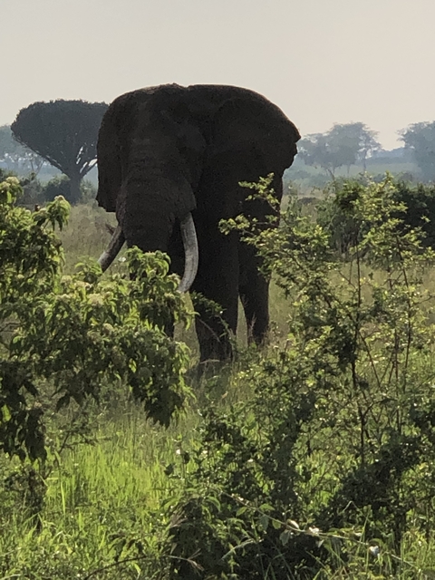       Elephant partially obscured by foliage.
  