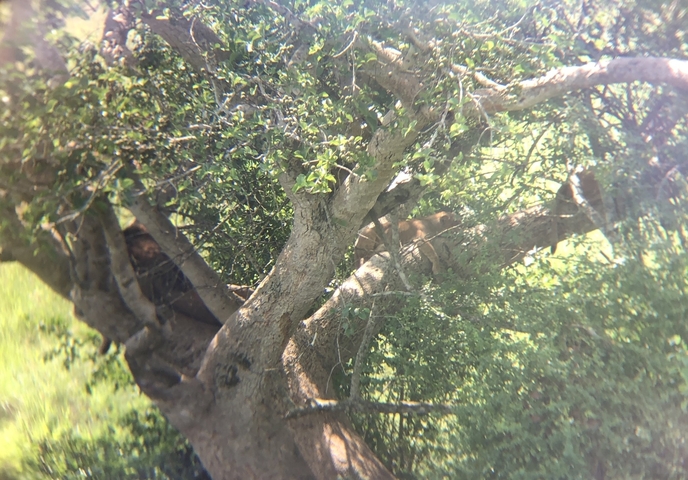 Obscured view of tree with foliage.