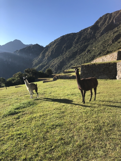 Llamas grazing on a mountainous landscape.