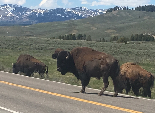 Three bison crossing a road with mountains in the distance.