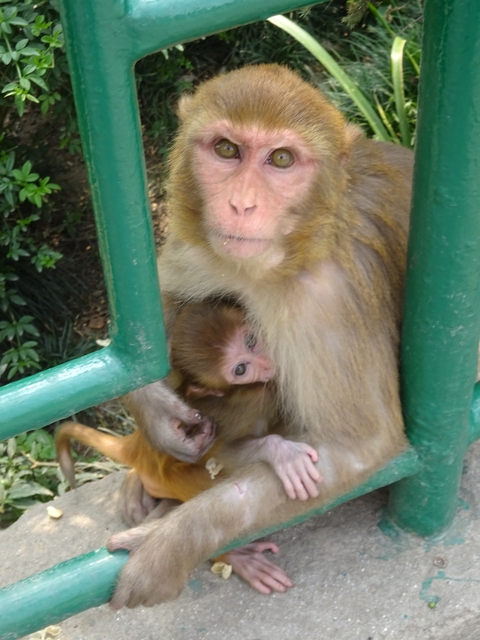 Monkey sitting with its baby near a green metal fence.