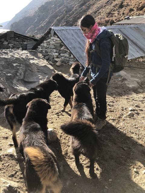 Person interacting with black furry dogs in a rocky area.