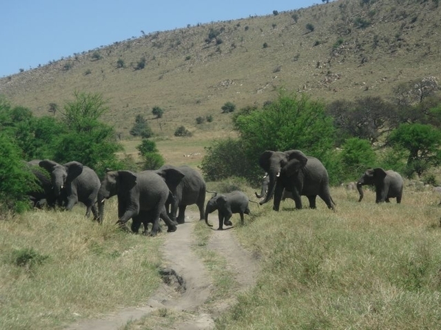       foto de reseña de cliente de Safari combinado de 11 días por Kenia y Tanzania 
  