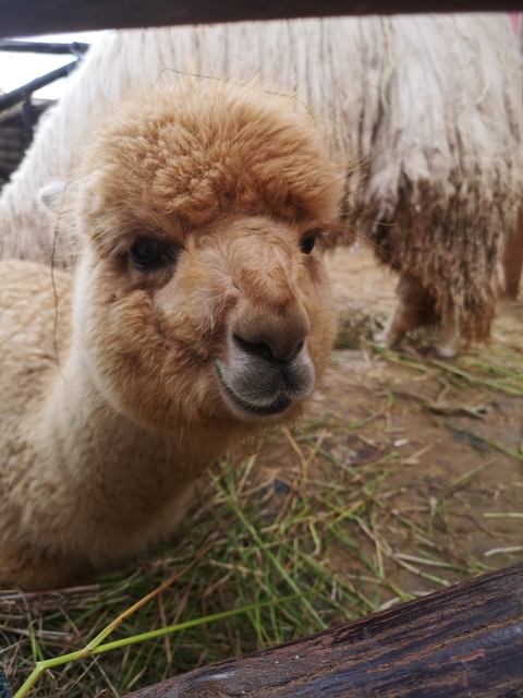 Close-up of an alpaca with a focus on its face.