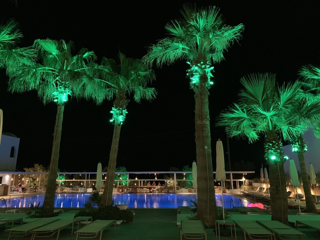 Exotic palms illuminated at night near a pool.