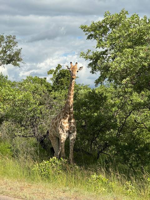       Giraffe standing under a tree in a field.
  