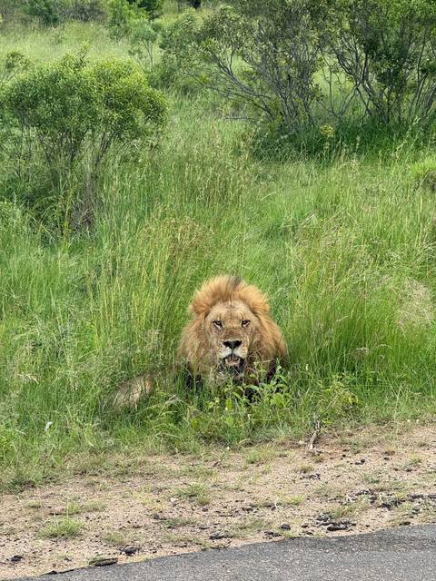       A lion resting in tall grass by a road.
  