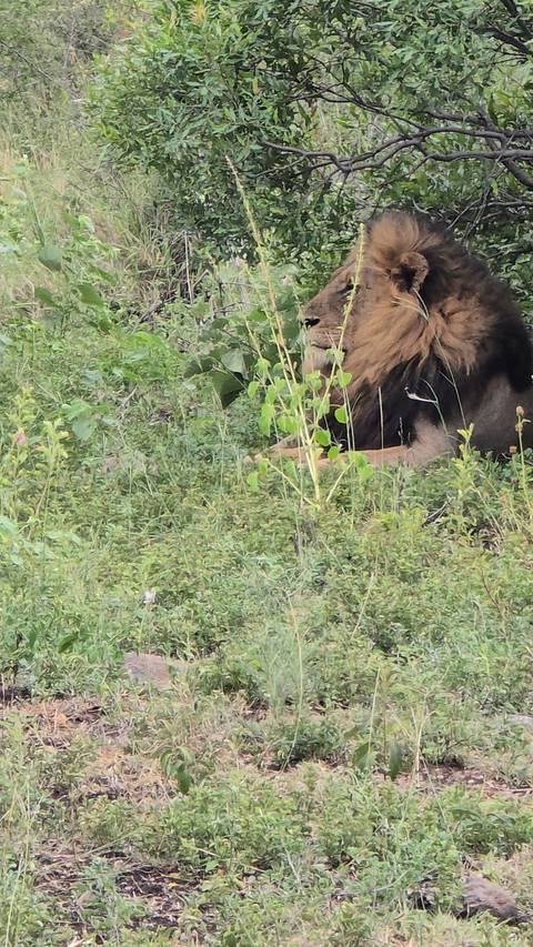       Lion lying in dense foliage.
  