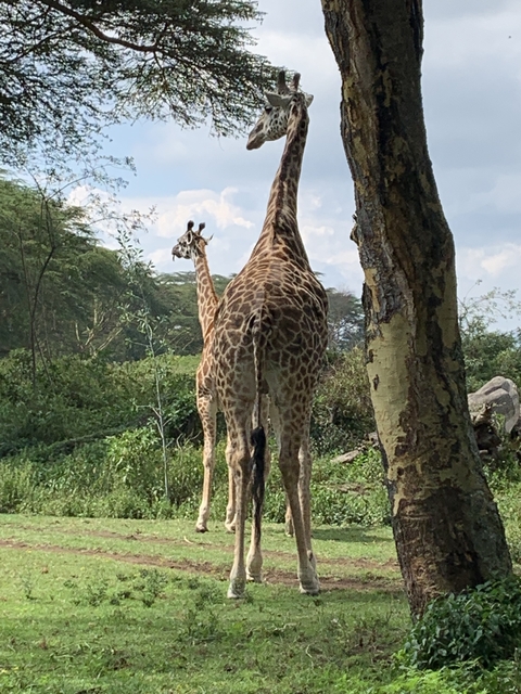 Two giraffes standing together in a grassy area.