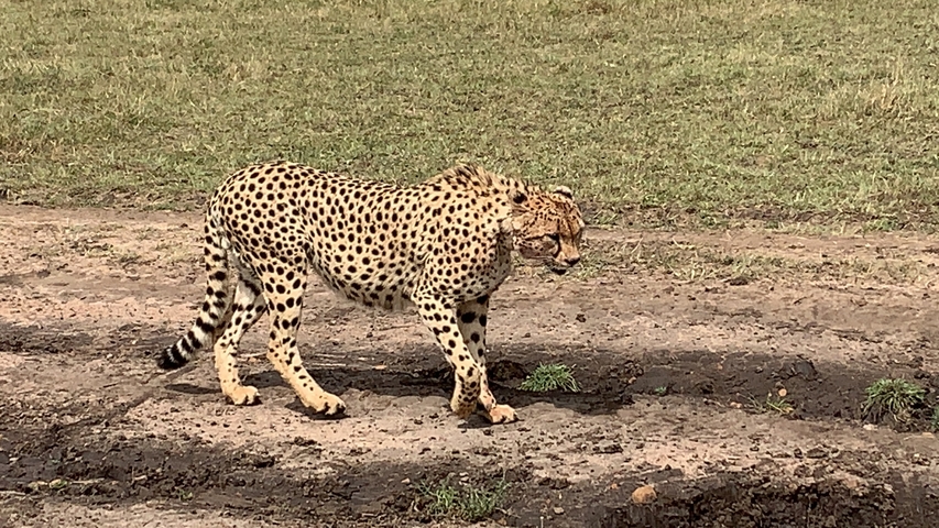       A cheetah walking on a dirt path in the savanna.
  