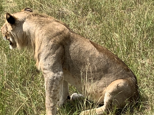 A lion sitting in the grass, looking to the side.