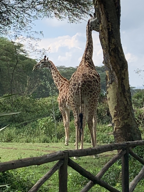 Two giraffes standing in a natural environment.