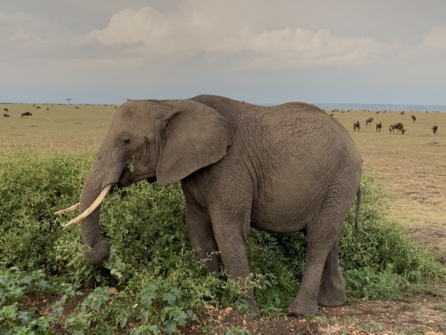 An elephant eating from a bush in an open grassland.