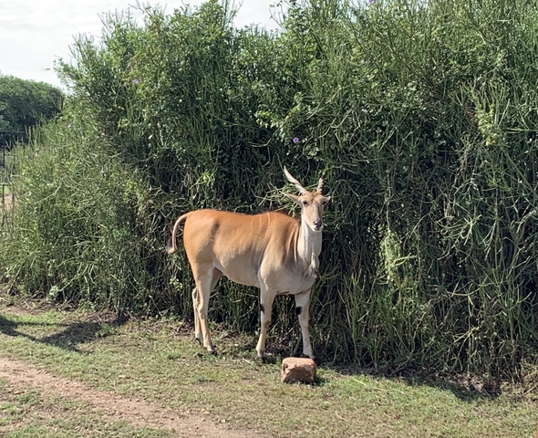 A solitary antelope standing beside a bush.