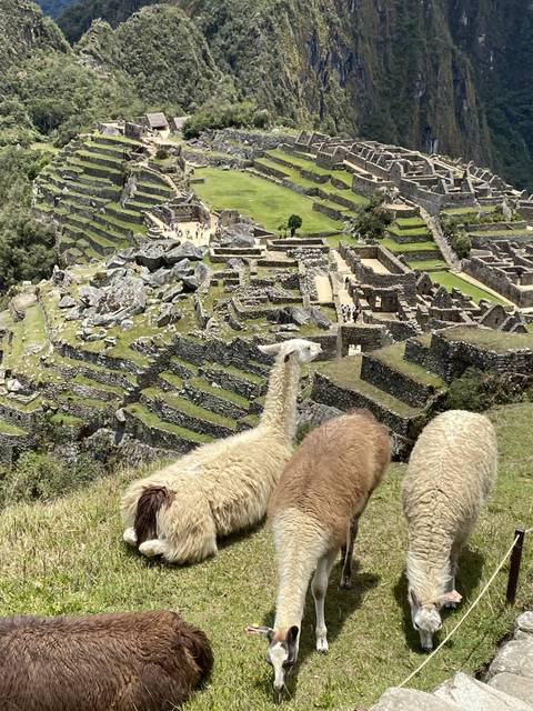 A view of Machu Picchu with llamas grazing in the foreground.
