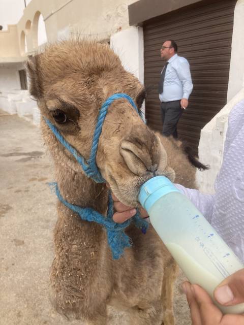 Camel being bottle-fed by a person.