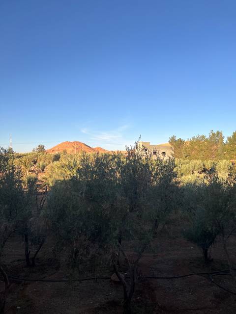 View of trees with mountains in the distance