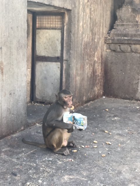 Monkey holding packaging in an urban environment.