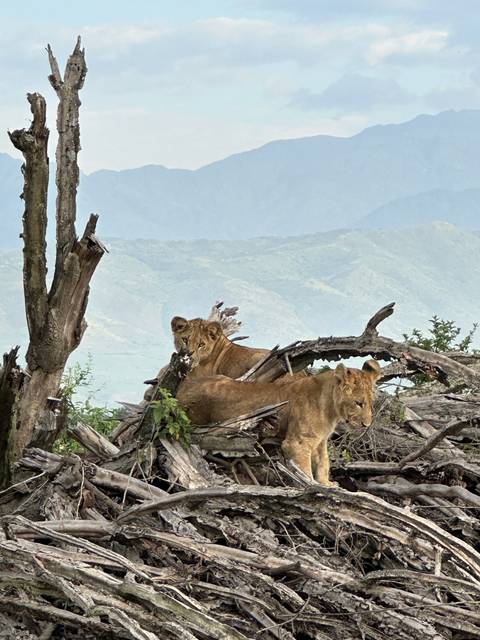 Two lions resting on a pile of branches in a natural setting.