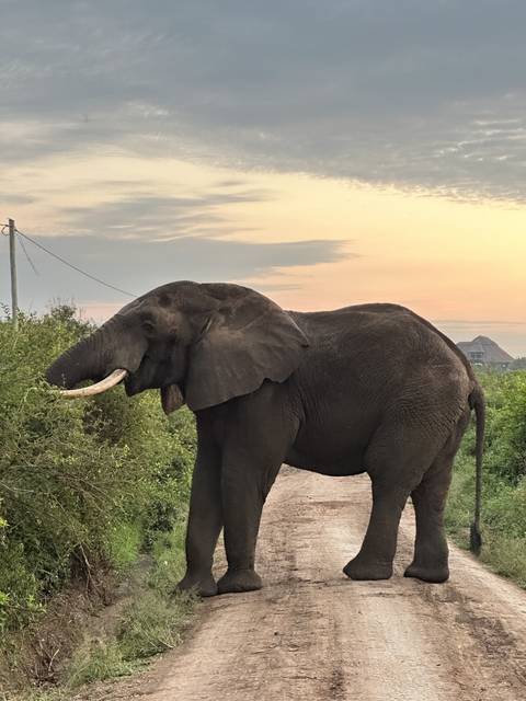 An elephant walking on a dirt road at sunset.