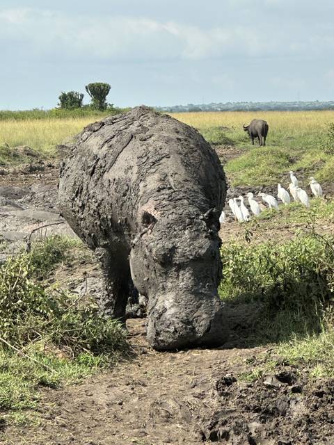       A muddy elephant in a natural habitat with birds around.
  