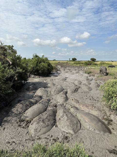       A group of hippos resting in a muddy area by a river.
  
