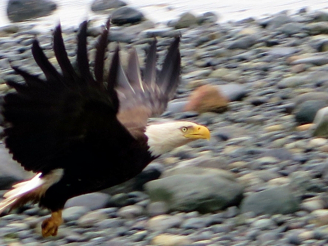Close-up of a bald eagle in flight.