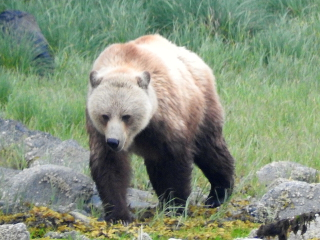 A solitary bear walking on rocky terrain with grass around.