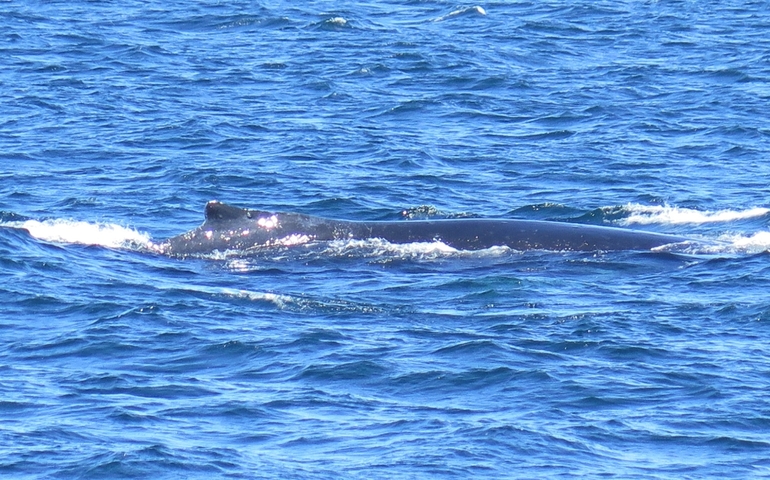 A whale breaching the ocean surface with splashing waves.