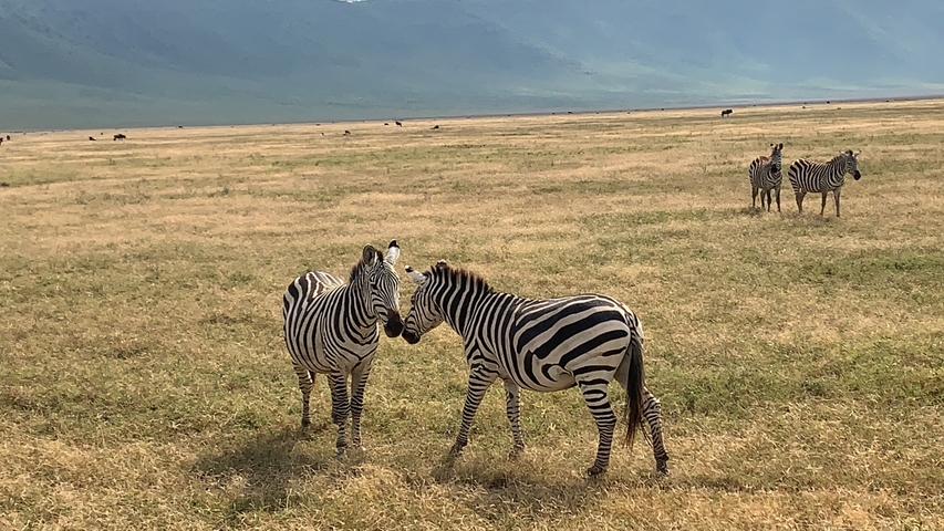       Two zebras interacting in a grassy savannah with more zebras in the background.
  