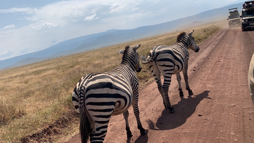       Two zebras walking on a dusty road with trucks in the background.
  