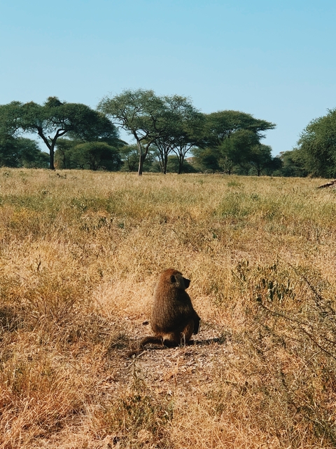       Baboon in a grassy field with acacia trees.
  