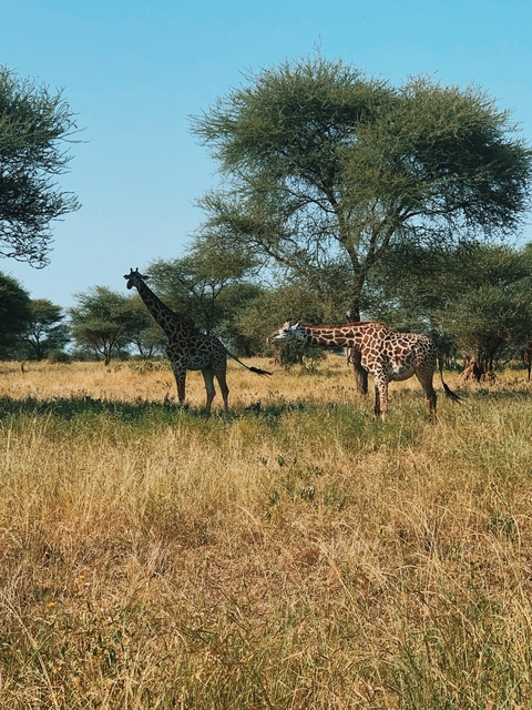       Two giraffes standing in a grassy field under acacia trees.
  