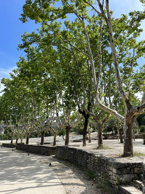       A walkway underneath a row of trees with dappled sunlight.
  