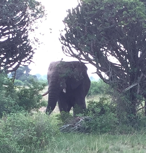 An elephant partially obscured by trees in a natural setting.